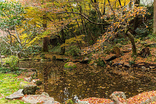 日式庭园,秋天