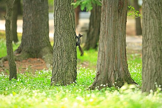 北海道松鼠,攀登,树