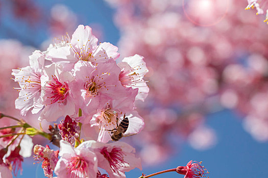 湾樱花季,武陵农场千樱园,盛开的樱花,蜜蜂采花蜜