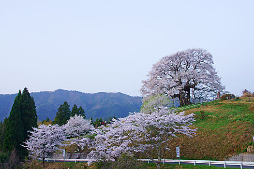树,樱花,冈山,日本