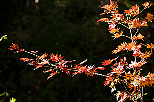 红叶,植被,自然,风光,本溪,湖里村,秋季,透射,逆光,色彩,艳丽