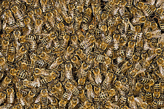 蜜蜂,意大利蜂,群,蜂窝状,德国