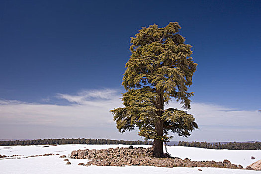 雪松,雪,遮盖,高地,山地,中间,山峦,摩洛哥,非洲