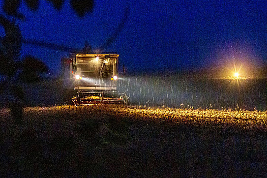 河南汤阴,农民雨夜收小麦