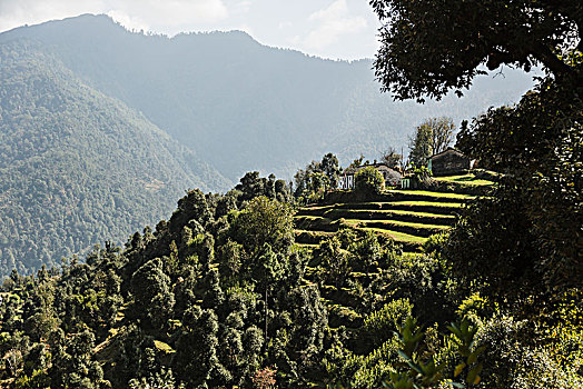 晴朗,风景,绿色,山麓,北阿坎德邦,喜玛拉雅