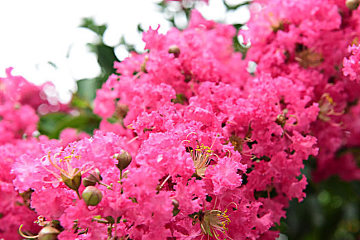 紫薇花花朵