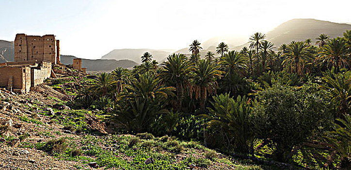 南方,摩洛哥,棕榈树,小树林
