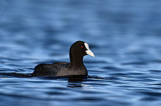黑鸭,骨顶鸡,游泳,荷兰南部,荷兰