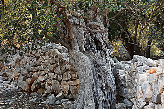 老,橄榄树,正面,石墙,橄榄,达尔马提亚,亚德里亚海,克罗地亚,欧洲