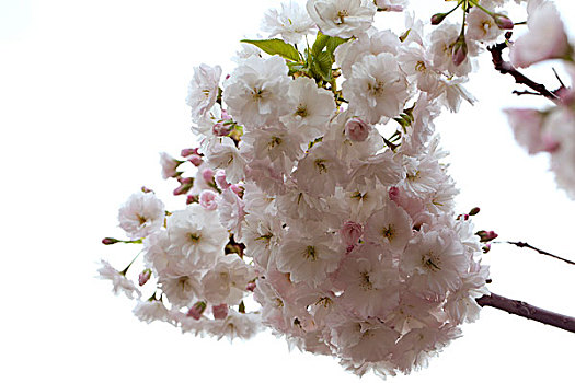 春天迎风盛开的白色梨花