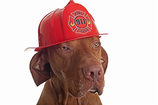 消防员,狗