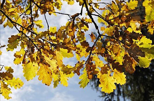 秋天,色彩,橡树叶,栎属,栎树,壳斗科