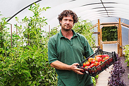 男性,园丁,板条箱,新鲜,西红柿
