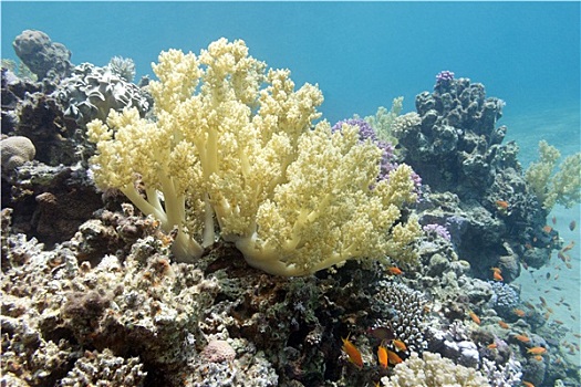 珊瑚礁,黄色,花椰菜,珊瑚,仰视,热带,海洋
