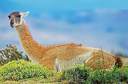 原驼,坐在地板上,托雷德裴恩国家公园,巴塔哥尼亚,智利,南美