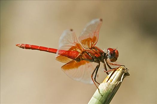 非洲,蜻蜓,蜻蜓目,纳米比亚