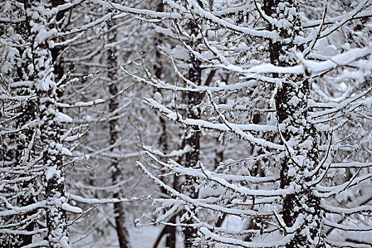 积雪,树,靠近,山谷,华盛顿