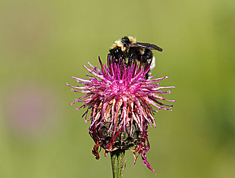 大黄蜂,黑矢车菊