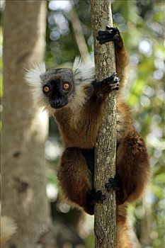 黑狐猴,成年,女性,诺西空巴,马达加斯加,非洲