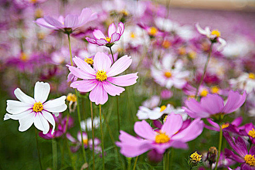 盛开的花朵