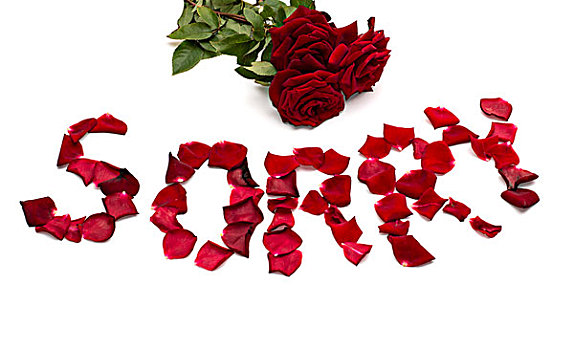 文字,谅解,花束,红玫瑰