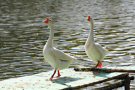 在湖面木板上行走的两只白鹅