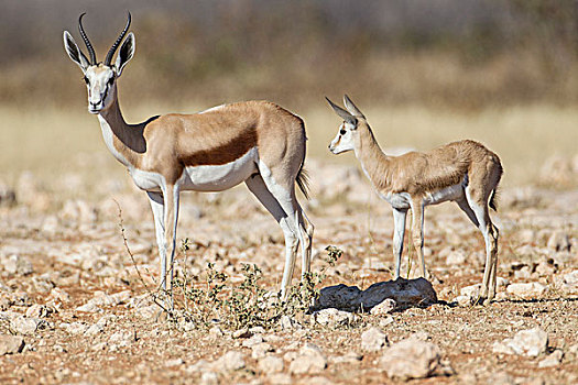 跳羚,埃托沙国家公园,纳米比亚,非洲