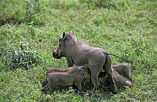 疣猪,埃塞俄比亚,吸吮,小猪,马萨伊,公园,肯尼亚