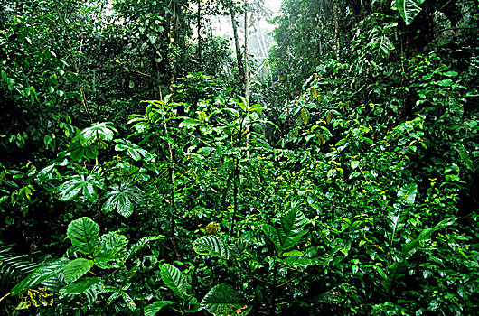 亚马逊地区,雨林