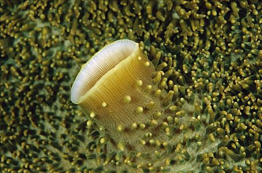 巨大,珊瑚,特写,巴布亚新几内亚