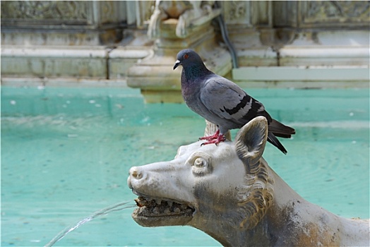 鸽子,动物,喷泉,锡耶纳,托斯卡纳,意大利