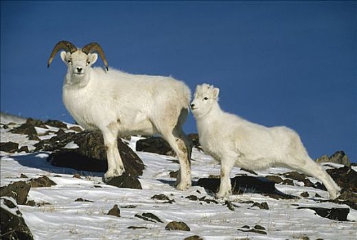 野大白羊,白大角羊,父母,阿拉斯加