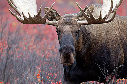阿拉斯加,驼鹿,雄性动物,秋天,彩色,苔原,德纳里峰国家公园