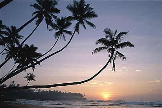 棕榈树,日落,乌纳瓦图纳,海滩,斯里兰卡