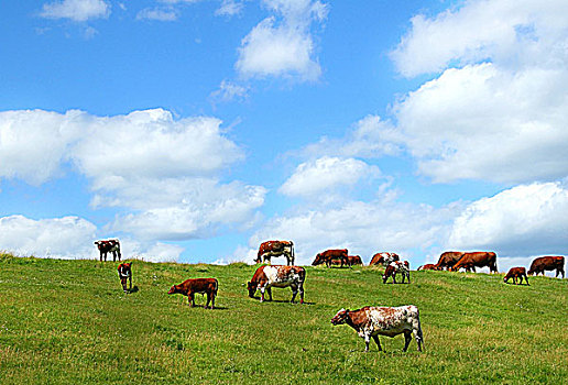 母牛,放牧,山