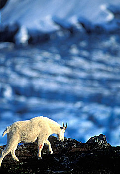 美国,阿拉斯加,奇奈峡湾国家公园,石山羊,雪羊,走,高处,出口,冰河