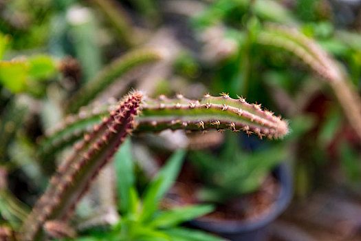 多肉植物