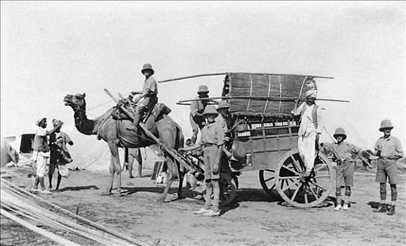 骆驼,手推车,印度