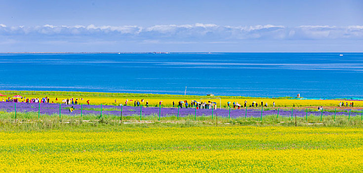 青海湖,春色