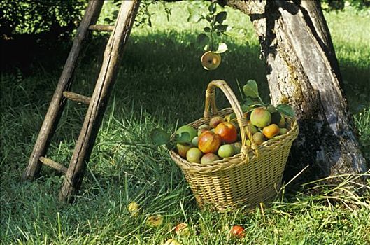 篮子,苹果,草地,梯子,苹果树