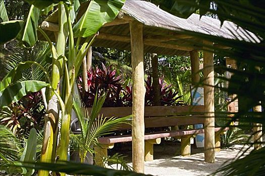 香蕉树,正面,小屋,海湾群岛,洪都拉斯