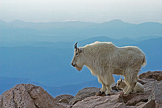 美国,科罗拉多,攀升,石山羊,落基山脉,背景