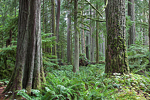 成熟林,树林,省立公园,靠近,港口,温哥华岛,加拿大