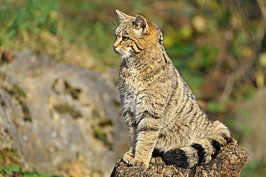 野猫科动物,黑森州,德国
