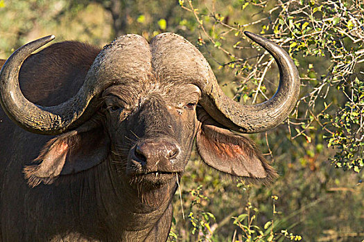 南非水牛,非洲水牛,林波波河,省,南非