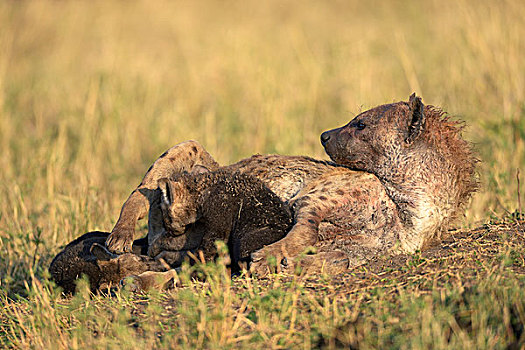 斑鬣狗,女性,吸吮,幼仔,马赛马拉国家保护区,肯尼亚,非洲
