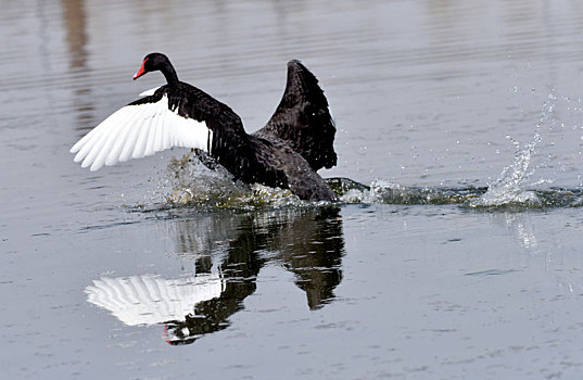 在河北省张家口市洋河河道拍摄的黑天鹅