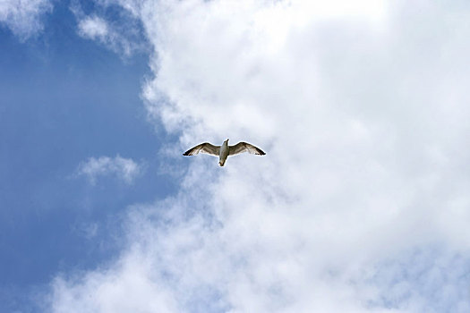 在天空翱翔的海鸥