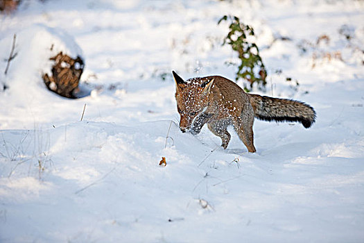 红狐,狐属,成年,挖,雪中,诺曼底