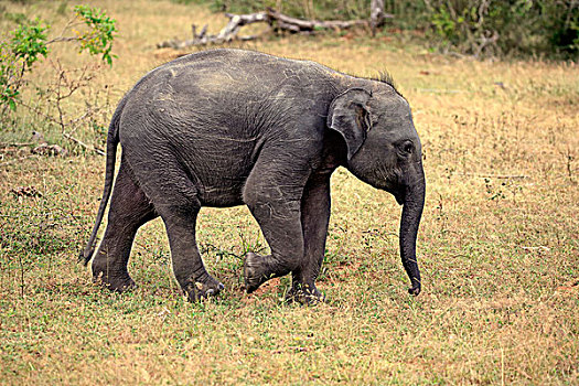 斯里兰卡,大象,象属,幼兽,跑,国家公园,亚洲
